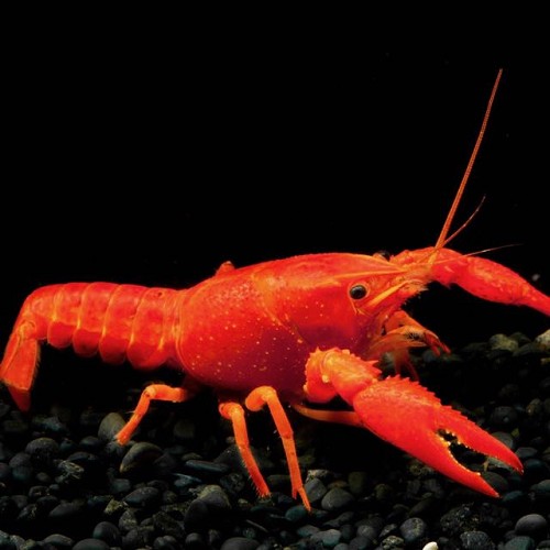 Cherax lorentzi sp.neon 6-8 cm